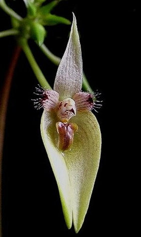 Орхидея азиатская. Под Заказ! Bulb. blepharistes. Размер: 2.5"., фото 2