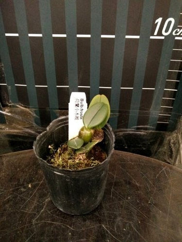 Орхидея азиатская. Под Заказ! Bulb. frostii. Размер: 2"., фото 2