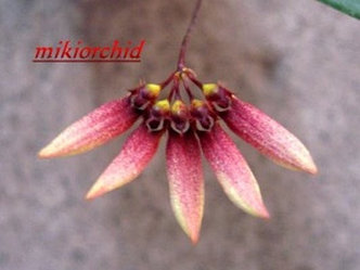 Орхидея азиатская. Под Заказ! Bulb. lepidum. Размер: 2.5"., фото 2