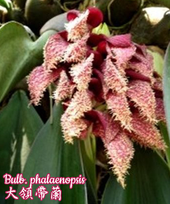 Орхидея азиатская. Под Заказ! Bulb. phalaenopsis. Размер: 2.5"., фото 2