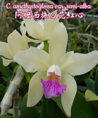 Орхидея азиатская. Под Заказ! C. amethystoglossa var. semi-alba. Размер: 1.7"., фото 2