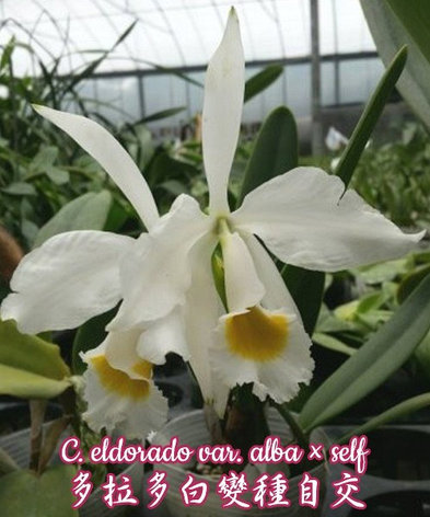 Орхидея азиатская. Под Заказ! C. eldorado var. alba × self. Размер: 2"., фото 2