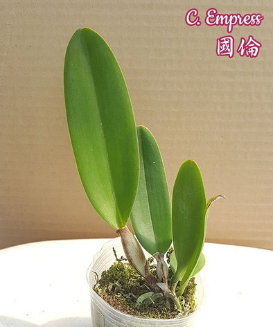 Орхидея азиатская. Под Заказ! C. Empress. Размер: 2.5"., фото 2