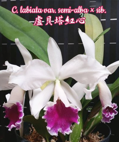 Орхидея азиатская. Под Заказ! C. labiata var. semi-alba × sib. Размер: 1.7"., фото 2