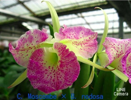 Орхидея азиатская. Под Заказ! C. Moscombe × B. Nodosa. Размер: 2.5"., фото 2