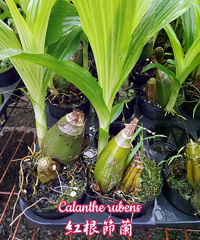 Орхидея азиатская. Под Заказ! Calanthe rubens. Размер: 2.5" / 3"., фото 3