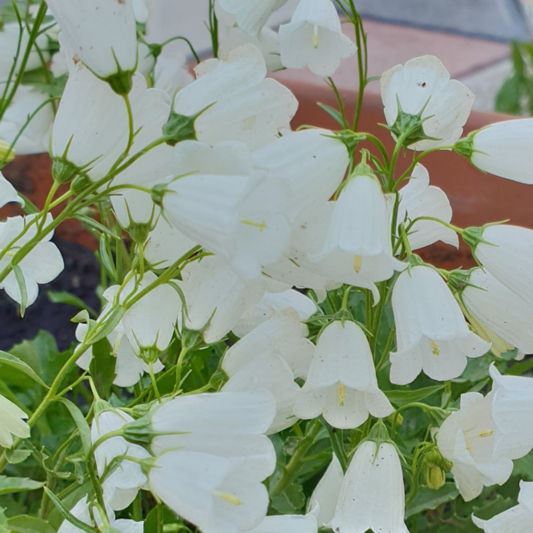 Cochleariifolia white (колокольчик ложечницелистный)