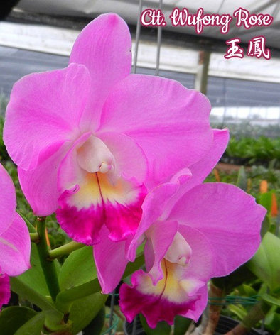 Орхидея азиатская. Под Заказ! Ctt. Wufong Rose. Размер: 2.5"., фото 2