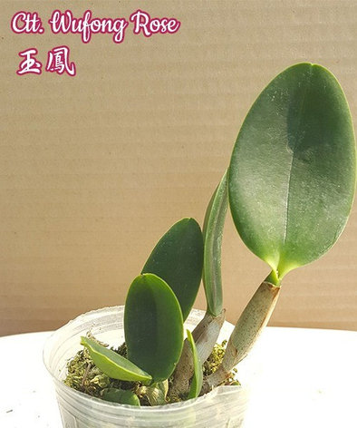 Орхидея азиатская. Под Заказ! Ctt. Wufong Rose. Размер: 2.5"., фото 2