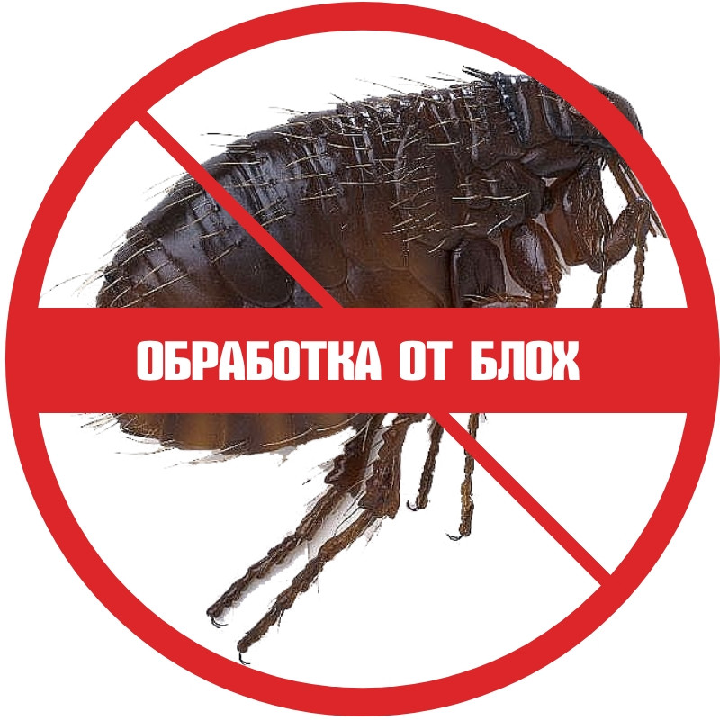 Обработка от блох