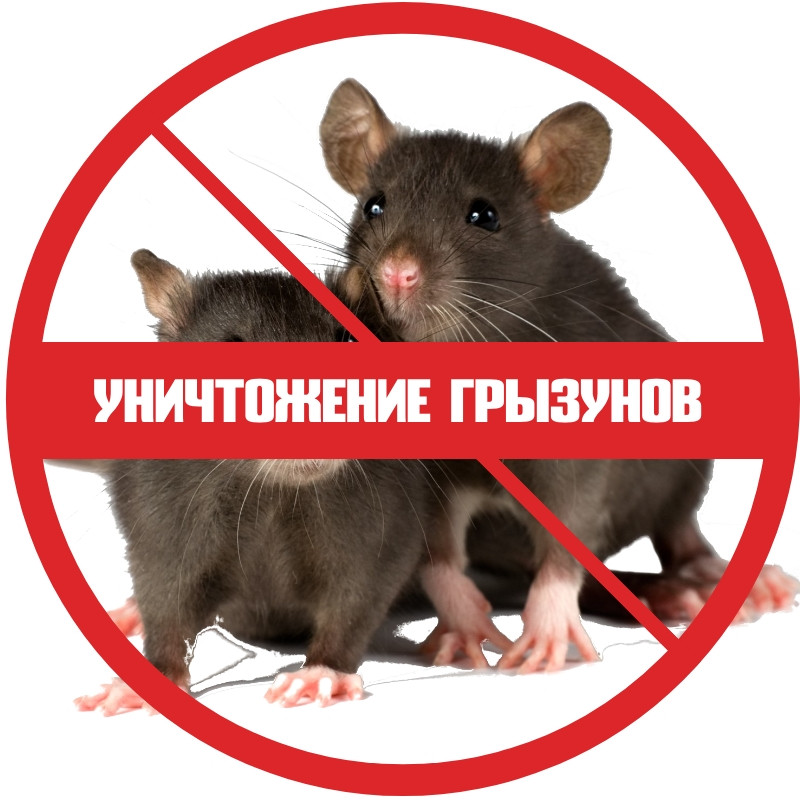 Уничтожение грызунов