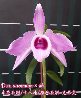 Орхидея азиатская. Под Заказ! Den. anosmum × sib. Размер: 2.5"., фото 2