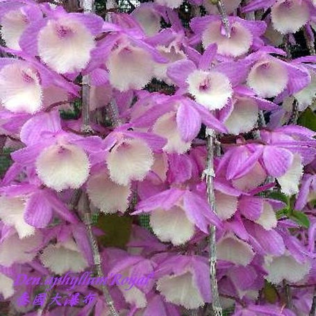 Орхидея азиатская. Под Заказ! Den. aphyllum "Royal". Размер: 2.5"., фото 2