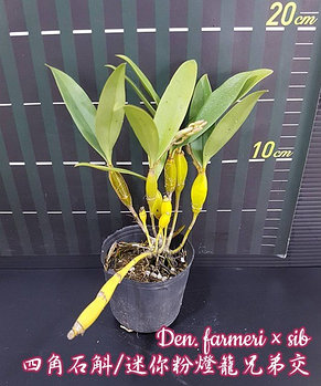 Орхидея азиатская. Под Заказ! Den. farmeri × sib. Размер: 2.5" / 3.5"., фото 2