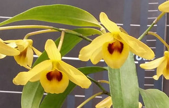 Орхидея азиатская. Под Заказ! Den. friedericksianum × sib. Размер: 2.5"., фото 2