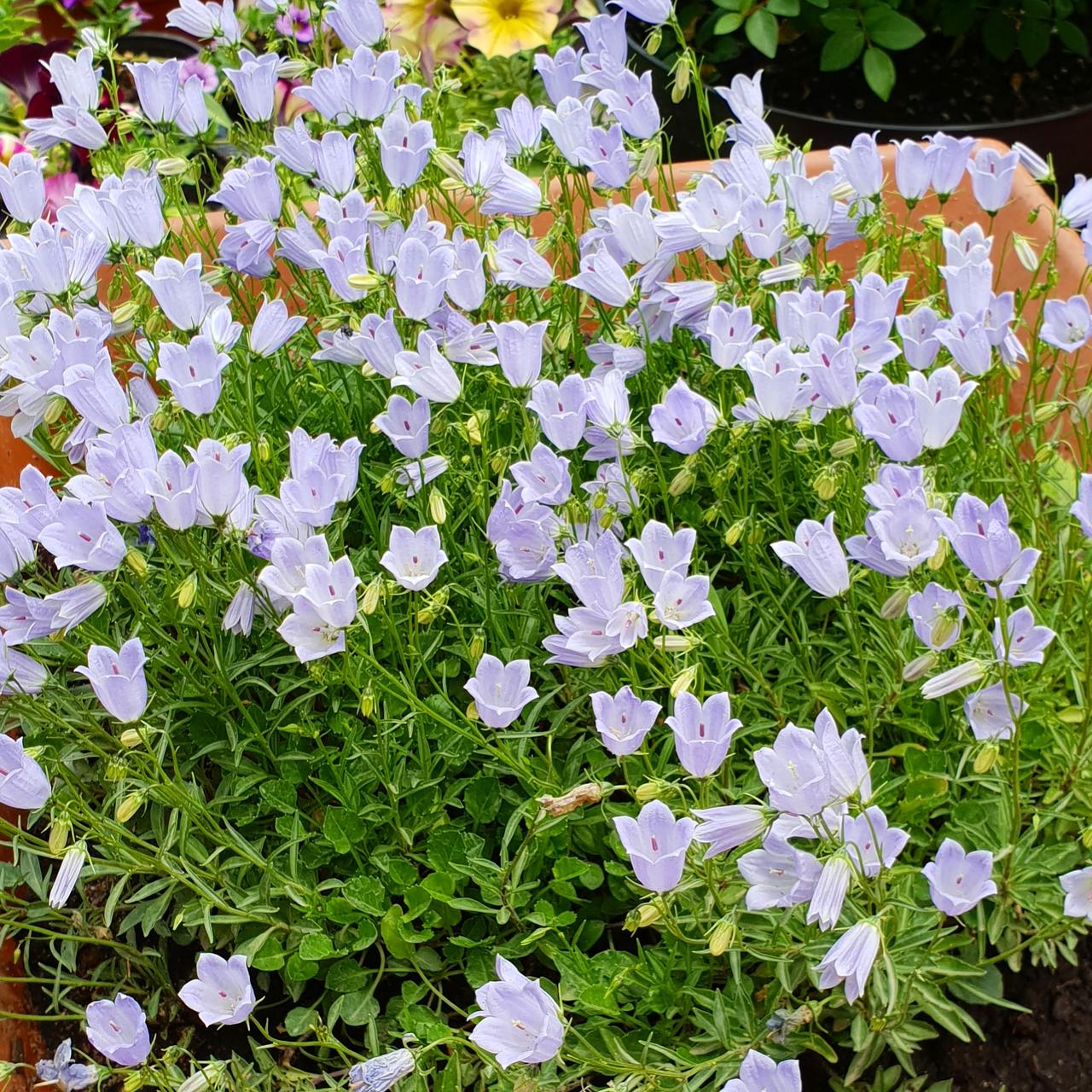 Cochleariifolia Bavaria blue(колокольчик ложечницелистный)