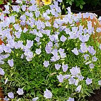 Cochleariifolia Bavaria  blue(колокольчик ложечницелистный)