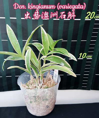 Орхидея азиатская. Под Заказ! Den. kingianum (variegata). Размер: 2.5"., фото 2