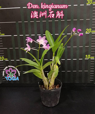 Орхидея азиатская. Под Заказ! Den. kingianum × sib. Размер: 2.5"., фото 2