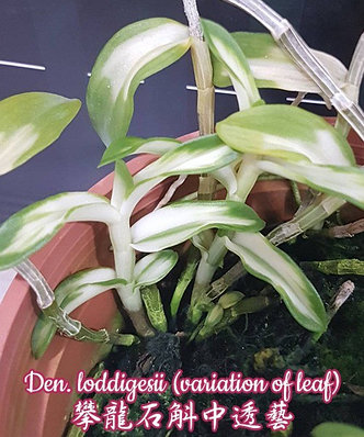 Орхидея азиатская. Под Заказ! Den. loddigesii (variation of leaf). Размер: 1.7"., фото 2