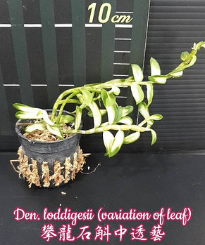 Орхидея азиатская. Под Заказ! Den. loddigesii (variation of leaf). Размер: 1.7"., фото 2