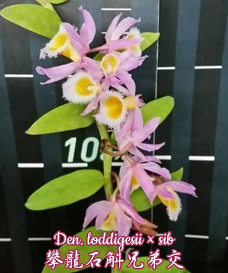 Орхидея азиатская. Под Заказ! Den. loddigesii × sib. Размер: 3.5"., фото 2