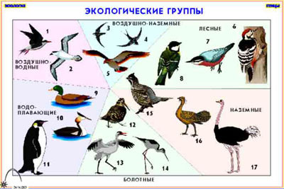 Кодотранспаранты "Зоология . Птицы" (12 пленок)