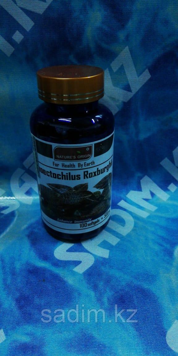 Капсулы Анектохил - Anoectochilus Roxburghii