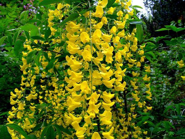 Бобовник анагиролистный или обыкновенный Laburnum anagyroides