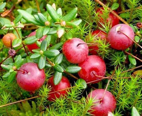 Клюква сорт Уилкокс