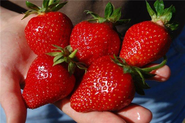 Земляника ранняя сорт Кори