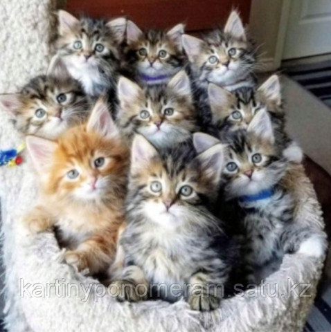 Картина по номерам "Котятки"
