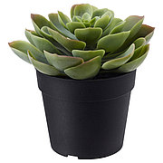 Искусственное растение в горшке ФЕЙКА Суккулент ИКЕА, IKEA