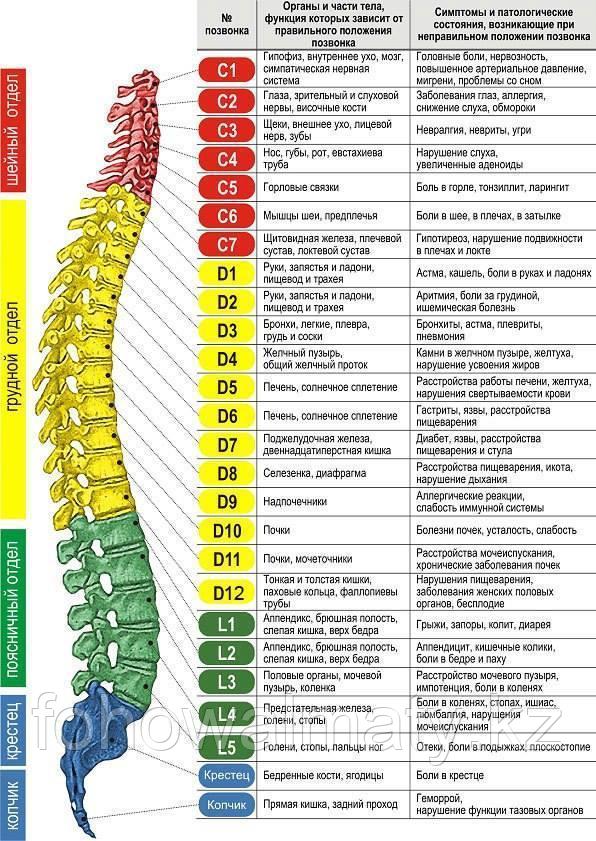 Биоэнергомассажер фохоу fohow варикоз, сколиоз, кифоз, грыжи, протрузии - фото 2 - id-p53880529