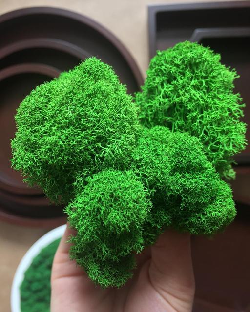 Стабилизированный мох в Астане от компании "ИП GreenPlant".