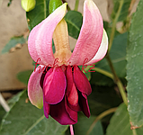 Ashly van der Loo/ подрощенное растение, фото 2