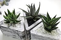 Суккуленты в треугольных горшочках