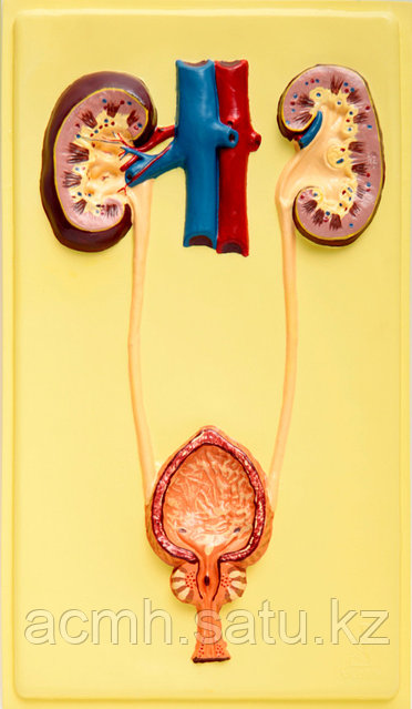 Жетілген порно қорлау