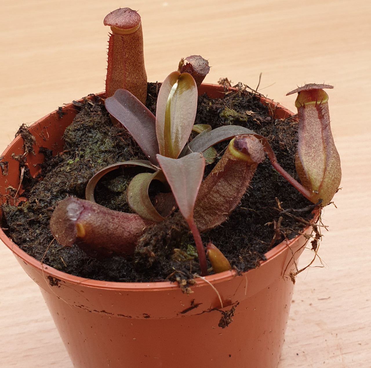 Непентес Sanguinea