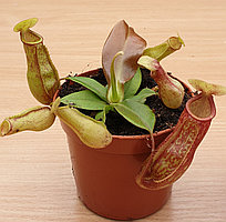 Непентес Gaya