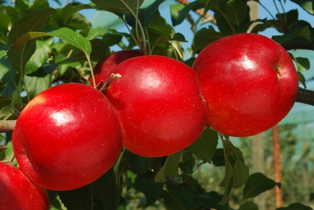 Яблоня Кримсон Крисп Crimson Crisp
