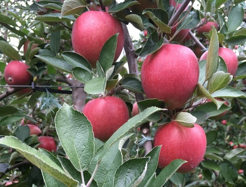 Яблоня Бребурн Марири Ред Braeburn Mariri Red
