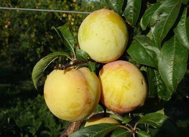 Слива диплоидная Голден Плумза Golden Plumza