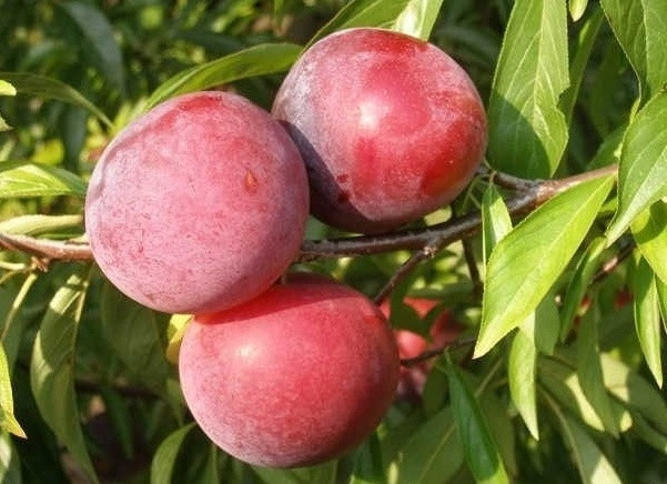 Слива диплоидная Руби Кранч Ruby Crunch