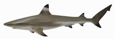 Рифовая акула (M) - фото 1 - id-p67722955