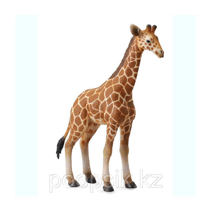 Жеребенок сетчатого жирафа, L - фото 1 - id-p67724599