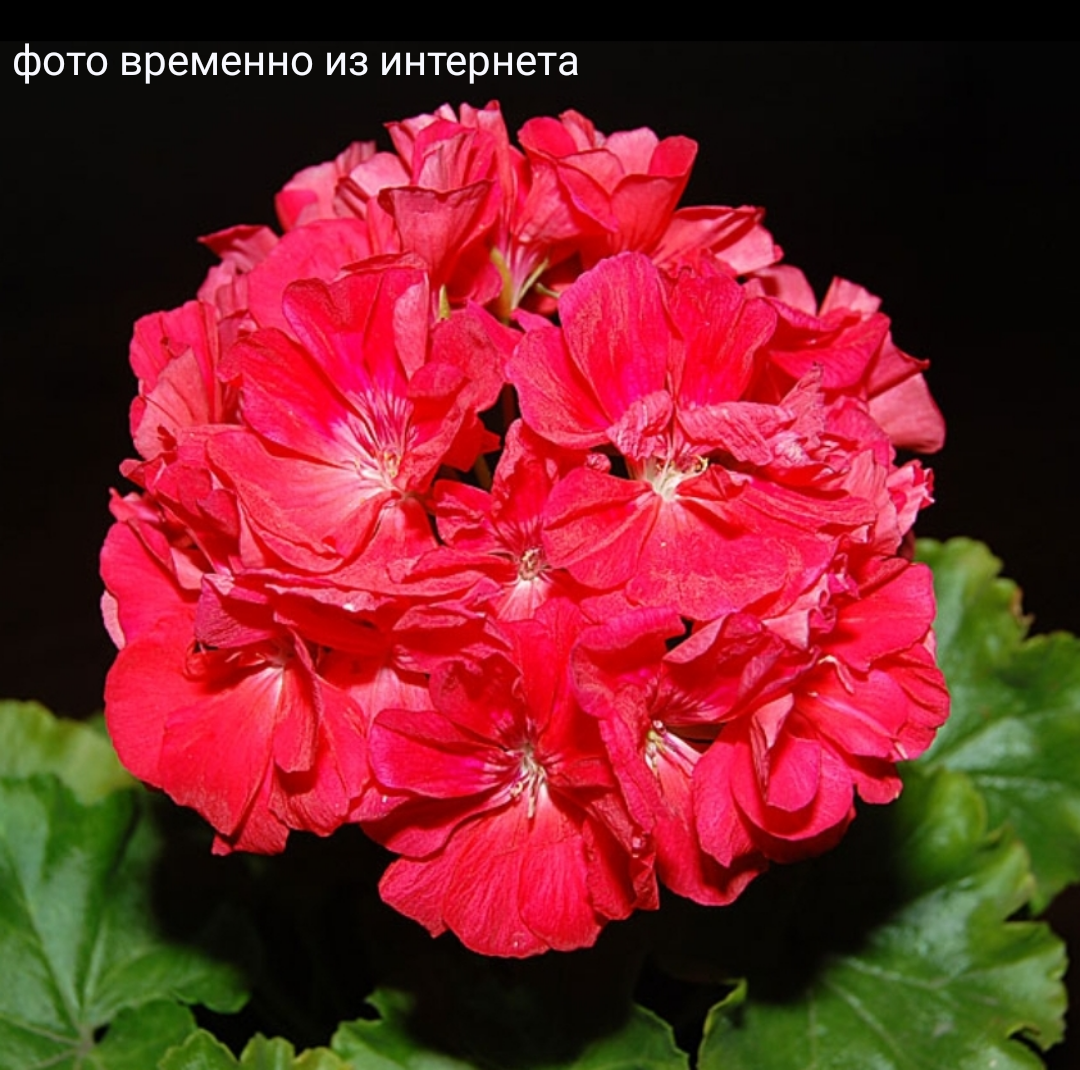 Lara Alf / зонартик