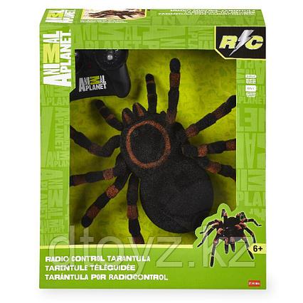 Гигантский паук Тарантул Animal Planet