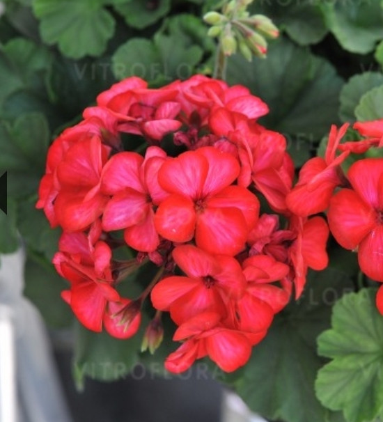 Sarita Sunstar Red /укор.черенок
