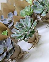 Комплименты гостям, бонбоньерки